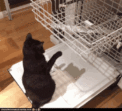 gato jugando en la máquina lavatrastes