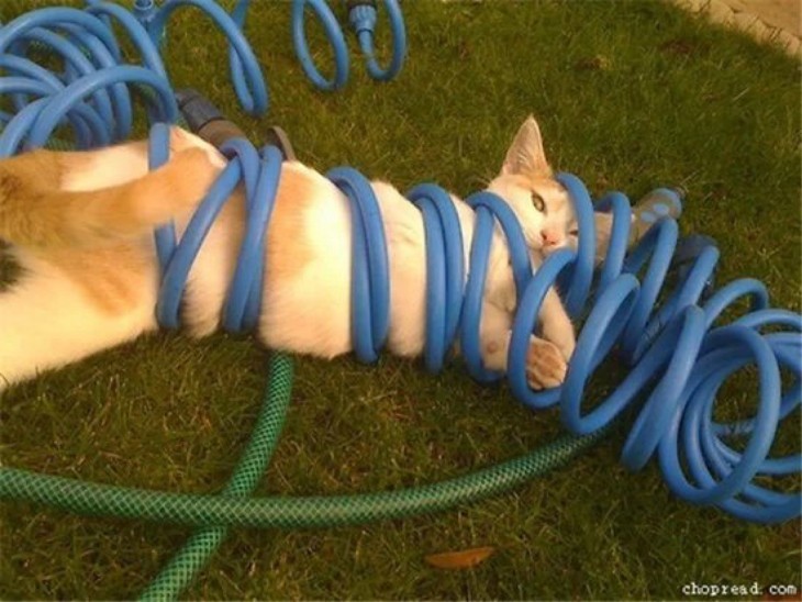 gato atorado en la manguera