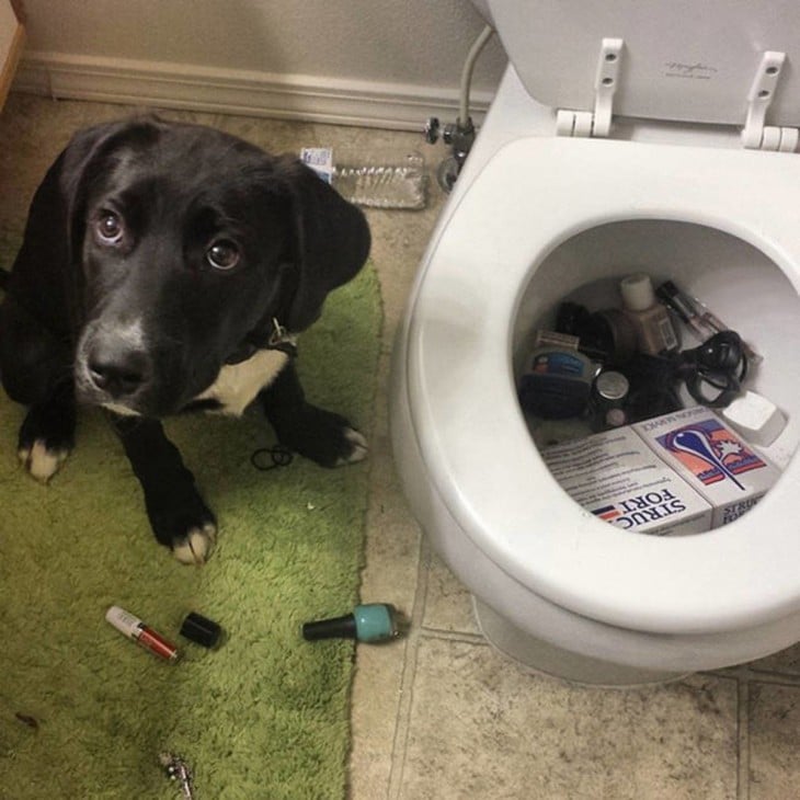 perro metio las pertenencias de su dueña en la taza del baño