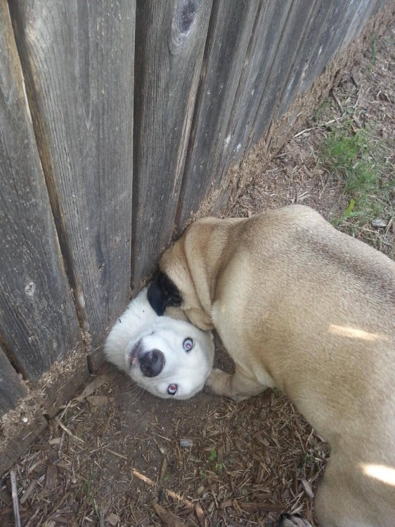 perro atorado de la cabeza conel vecino de a lado