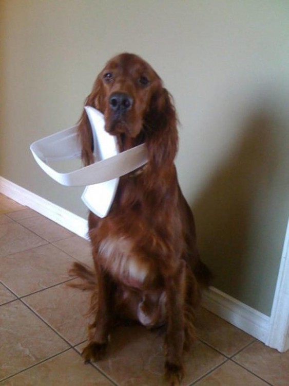 perro con la tapa de la cocina atorada en la cabeza