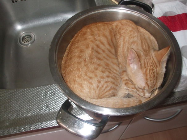 este gato teníala intención de preparar la pasta