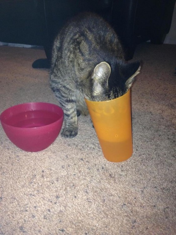 gato tomando agua desde un vaso en lugar de tomarlo directo