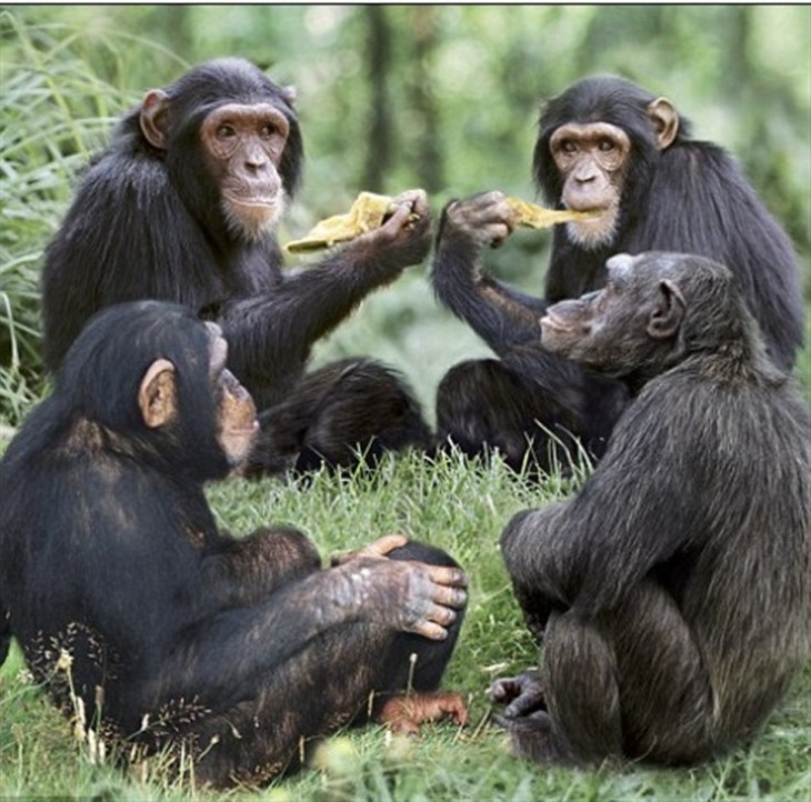 chimpancés comiendo pizza juntos