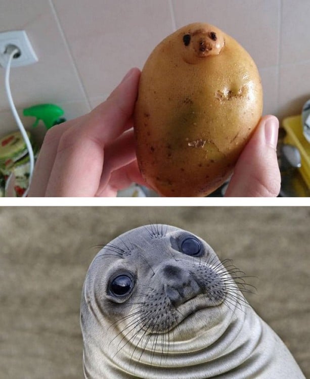 Una papa con cara de foca