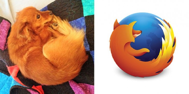 perro que parece el logo de firefox