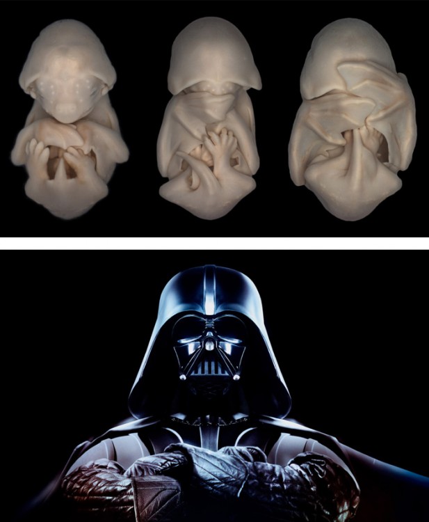 mueercielagos que se parecen a darth vader