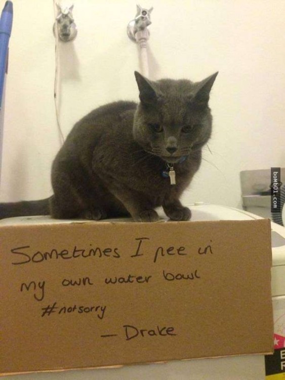 GATO QUE HACE PIPÍ EN UN SU BOWL DEL AGUA