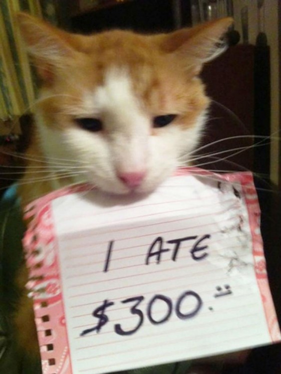 gato que se comio 300 dolares