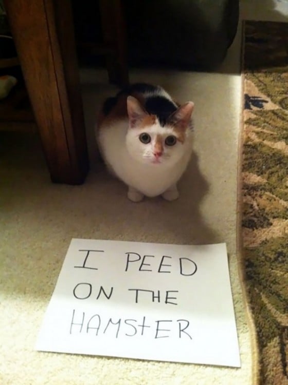 gato que se hace pipi sobre el hamster