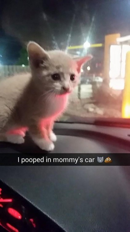 gato quese hace popo en el carro de la dueña