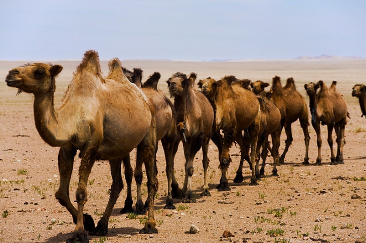 Mitos sobre los camellos