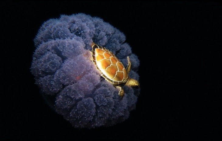 Tortuga viaja encima de una medusa a través del mar , es un hábito normal