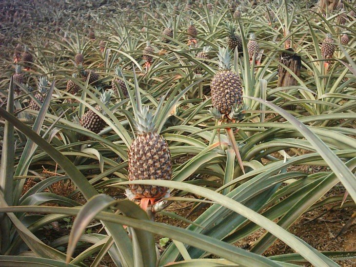 LAS PIÑAS CRECEN EN EL SUELO