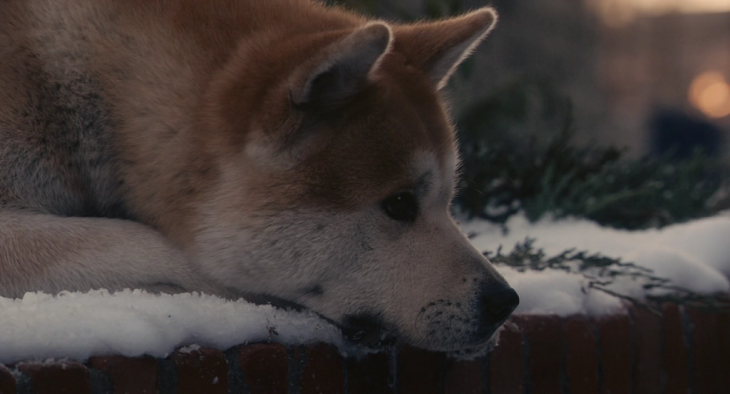 Hashiko el perro más conocido en todo el mundo