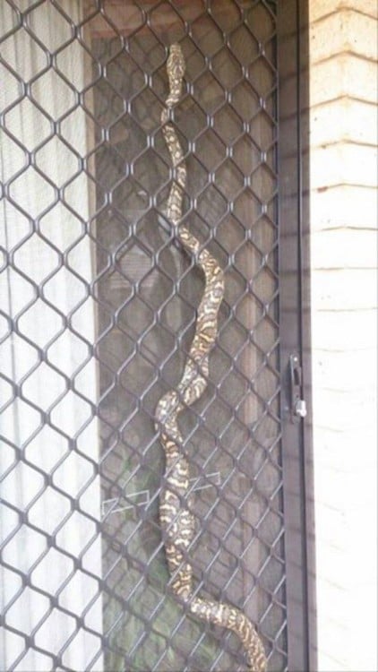 SERPIENTE EN LA VENTANA