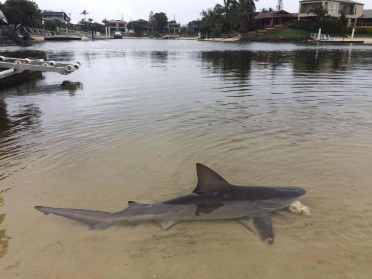 TIBURON BULL SHARK. AUSTRALIA