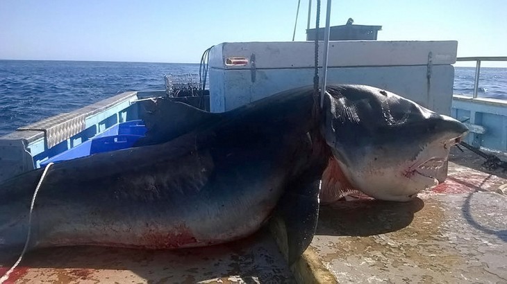 TIBURON TIBRE CAZADO EN AUSTRALIA