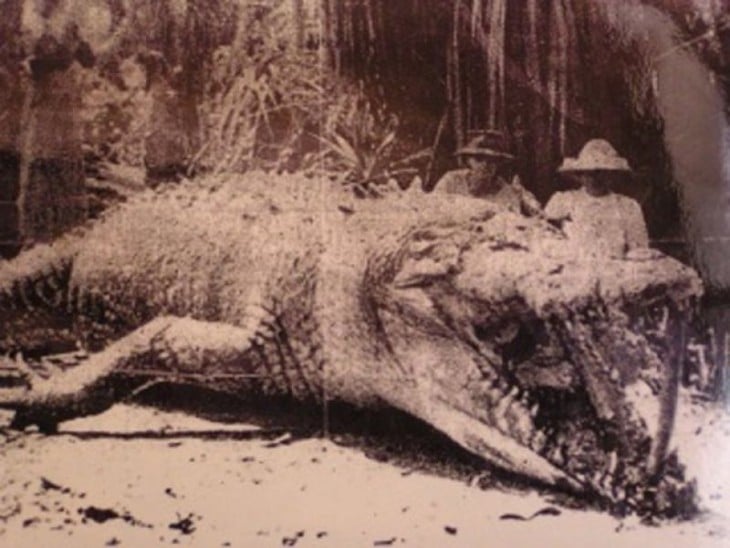 cocodrilo captura en queenland, Australia en 1957. Medía 8.7 metros