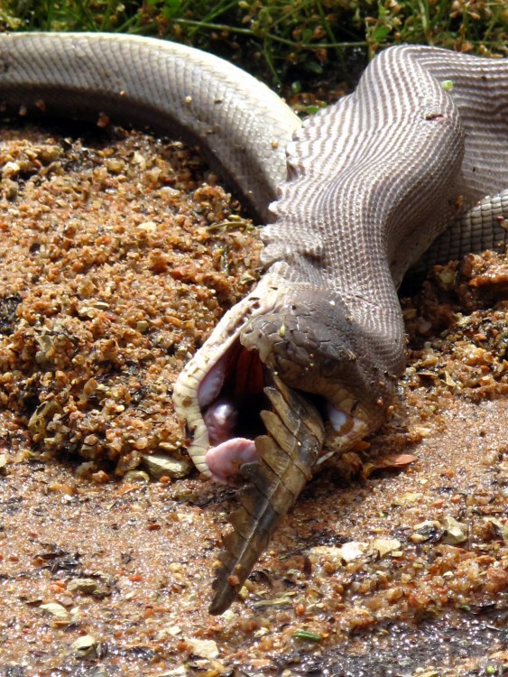 PITÓN SE DEVORA A UN COCODRILO EN AUSTRALIA