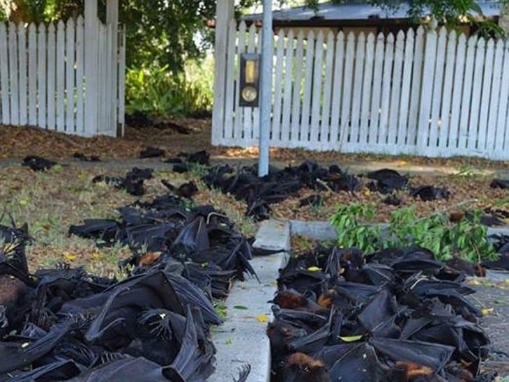 murciélagos muertos a raíz de la ola de calor en australia en 2014