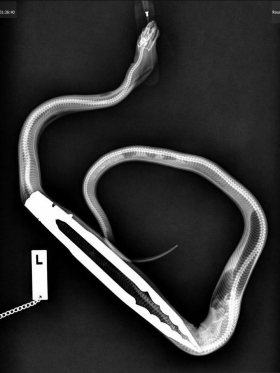 pinzas para la cocina atoradas en el estomago de una serpiente