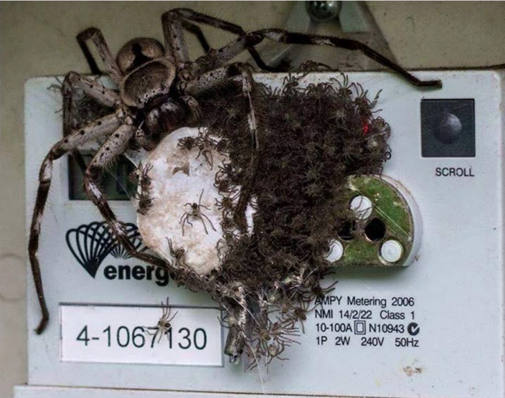 araña postrada en el sistema de electricidad