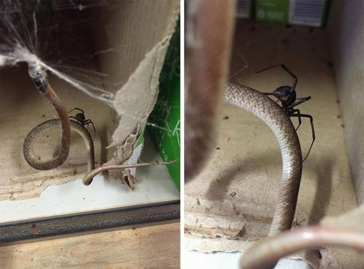 ARAÑA LE GANO EL DUELO A UNA SERPIENTE