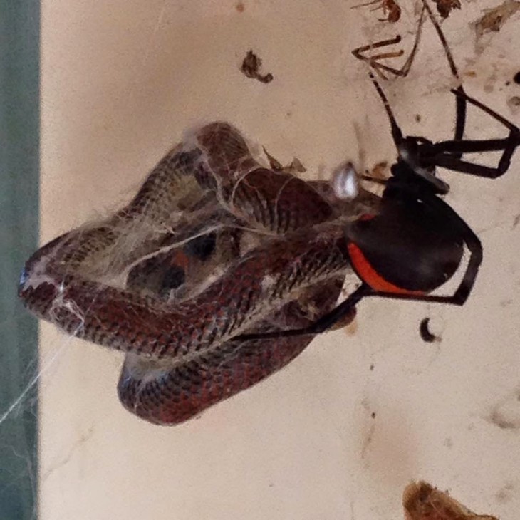 ARAÑA LE GANO A SU CONTRINCANTE