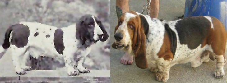 basset hound