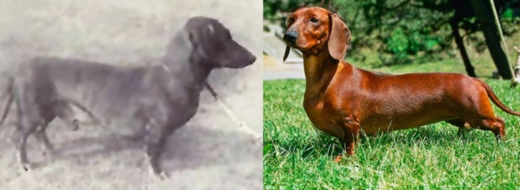 dachshound 1915 2015