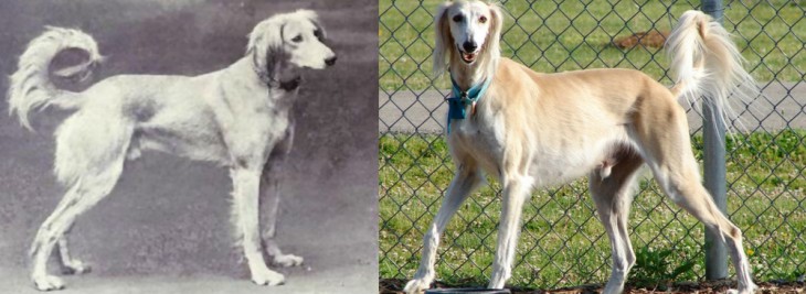 perro saluki 1915 2015