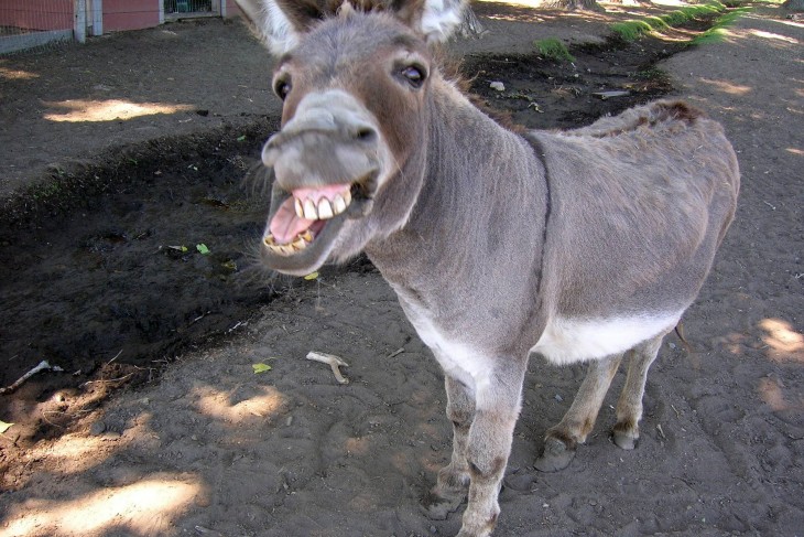 BURRO CON SINDROME DE DOWN SACA LA LENGUA