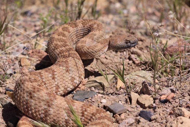 SERPIENTE CON SSD