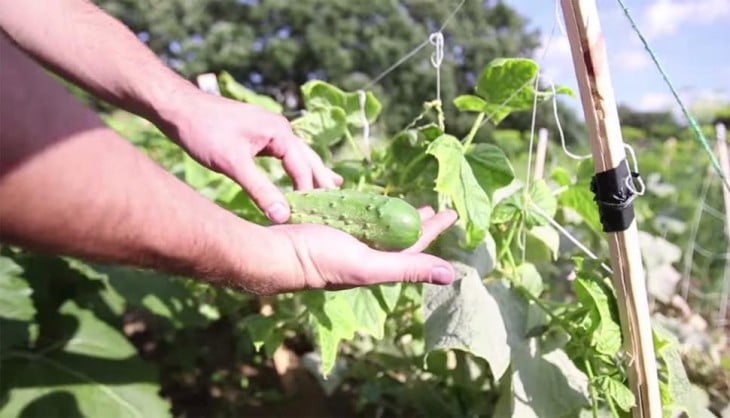 Jardín de verduras del chico que hizo un sándwich en 6 meses 