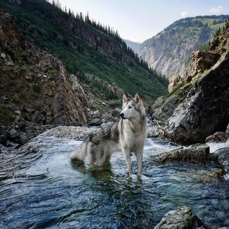 El perrolobo loki dentro del agua 