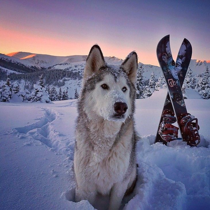 Loki el perrolobo en la nieve 