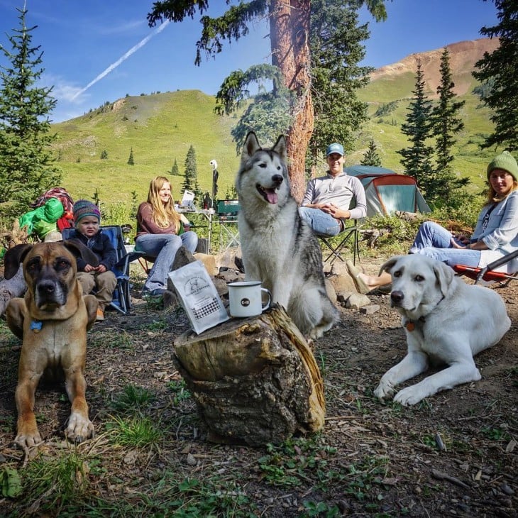 personas junto a sus perros sentados en el bosque 