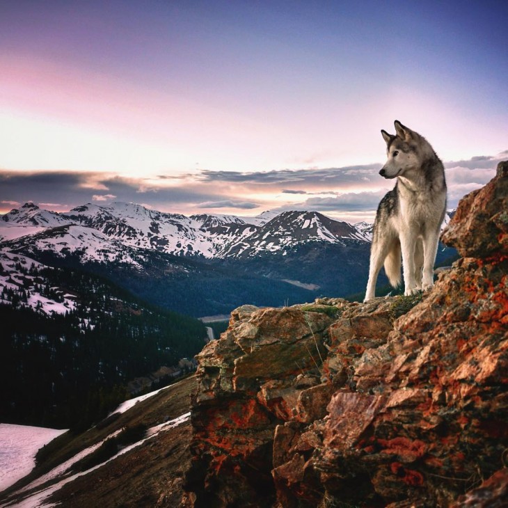 Loki el perrolobo sobre una montaña 