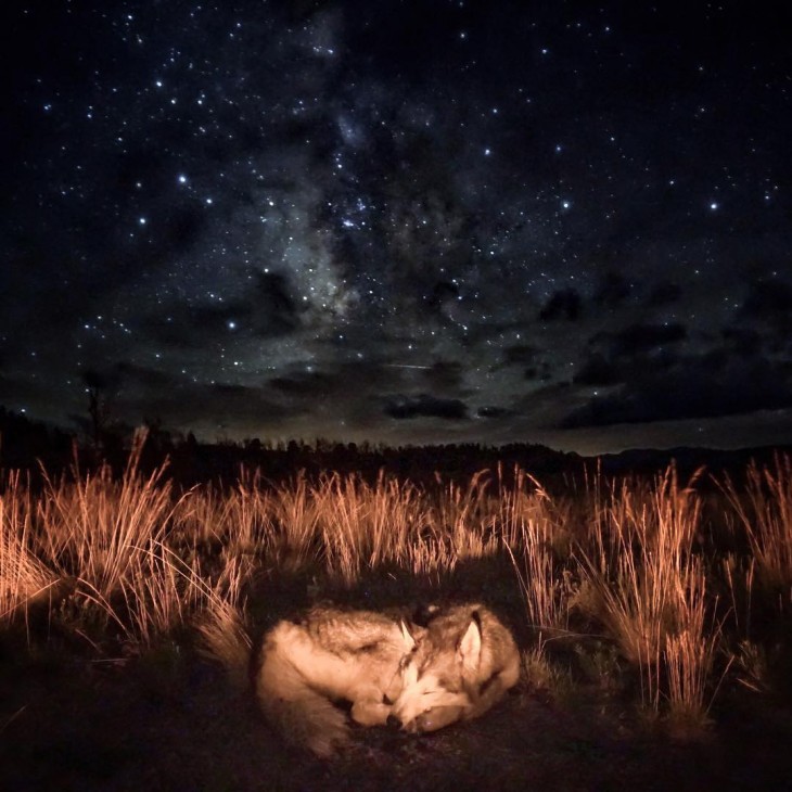 Loki el perro lobo dormido bajo un cielo lleno de estrellas por la noche 