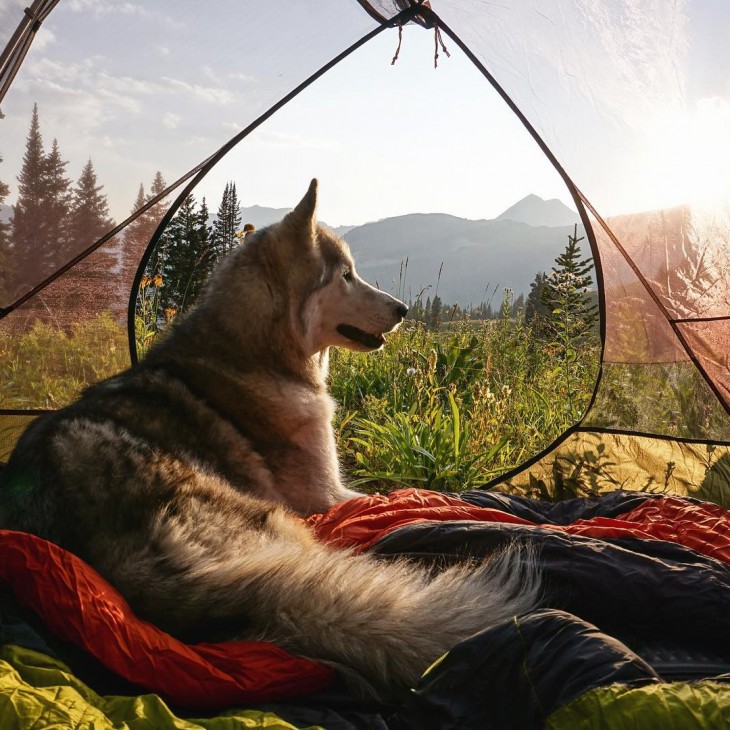 loki el perrolobo dentro de una casa de campaña en el día 