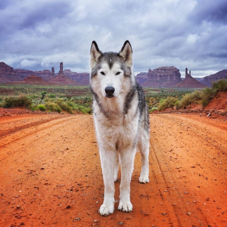 Loki el perrolobo que viaja con su dueño a casi todos lados 