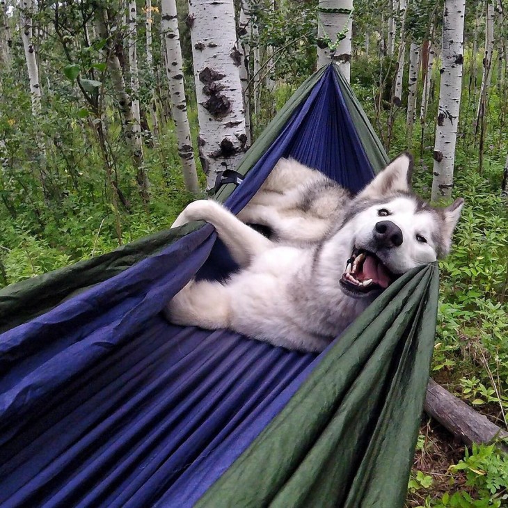 Loki el perrolobo acostado sobre una hamaca 