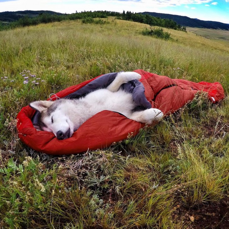 Loki el perrolobo dormido sobre un sleeping en el suelo 