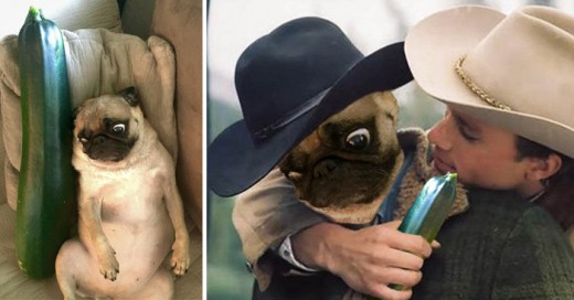 Una batalla mas de Photoshop en Reddit Ilarante y graciosa, un pug y un pepino los ingredientes principales