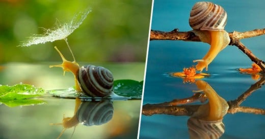 Este fotógrafo engrandece a estos pequeños caracoles con sus tomas