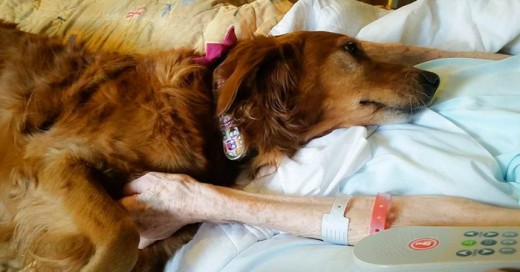 Por si solo tener un perro en tu vida ya tienes una gran terapia garantizada, estudios científicos comprueban lo saludable que es compartir con tu perro, este hospital se apoya del amigo del hombre para completar terapias y ayudar a sus pacientes a su recuperación