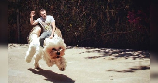 Todo amante de los perros entendemos estos y muchos mas problemas con los que nos enfrentamos a lado de nuestros amigos peludos