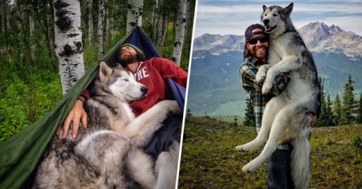 Este PerroLobo se ha convertido en el compañero perfecto de aventuras de su dueño ve como disfrutan de grandes paseos en la montaña