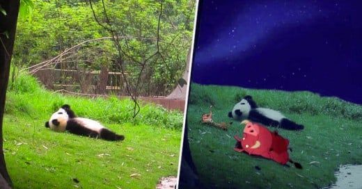 Una batalla más de Reddit ahora el protagonista: Un panda mirando al cielo